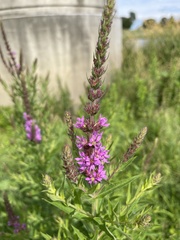 Lythrum salicaria