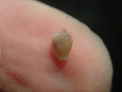 Archierato columbella