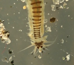 Pterocirrus burtoni
