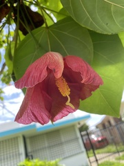 Thespesia grandiflora