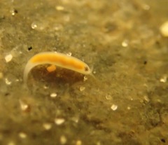 Vorticeros praedatorium