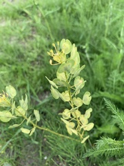 Thlaspi arvense