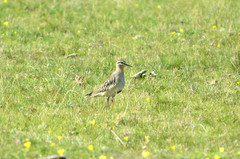 Oreopholus ruficollis