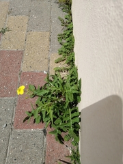 Diplotaxis tenuifolia