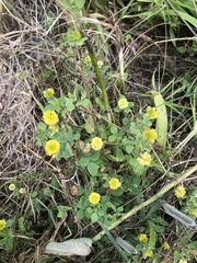 Trifolium campestre