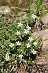 Arenaria lanuginosa