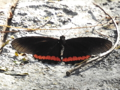 Biblis