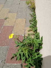 Diplotaxis tenuifolia