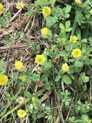 Trifolium campestre
