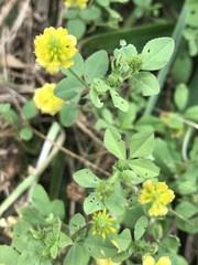 Trifolium campestre