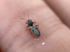 Blissidae
