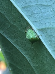 Ceresini