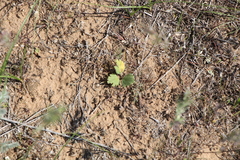 Ranunculus oxyspermus