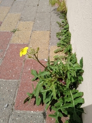 Diplotaxis tenuifolia