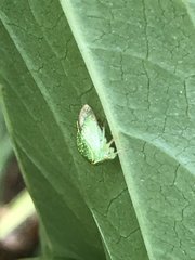 Ceresini