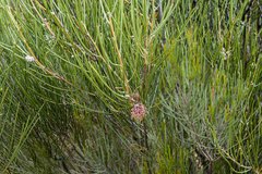 Hakea scoparia scoparia
