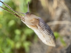 Cerion tridentatum