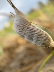 Cerion tridentatum
