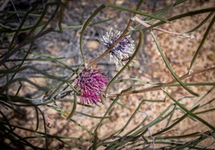 Hakea scoparia scoparia