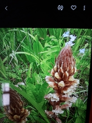 Orobanche hederae
