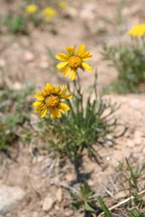 Hymenoxys brandegeei