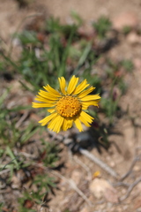 Hymenoxys brandegeei
