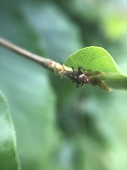 Deraeocoris flavilinea