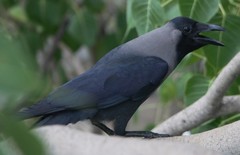 Corvus splendens