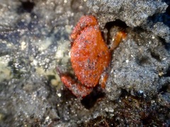 Cycloxanthops novemdentatus