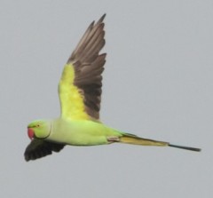 Psittacula krameri
