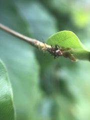 Deraeocoris flavilinea