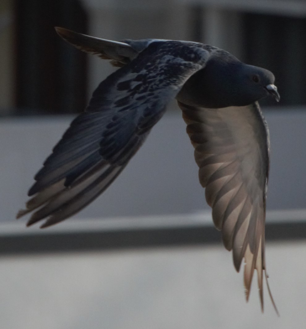 Rock Pigeon