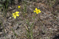 Ranunculus oxyspermus
