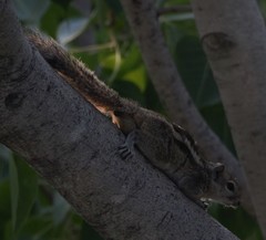 Funambulus palmarum