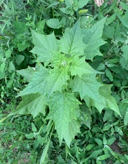 Chenopodiastrum hybridum