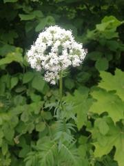 Valeriana officinalis