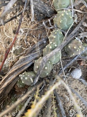 Piaranthus comptus