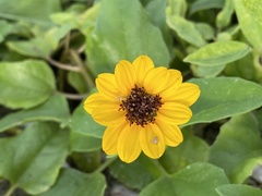 Helianthus