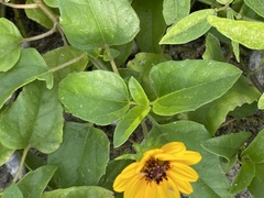 Helianthus