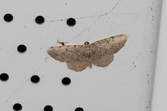 Aethalura intertexta