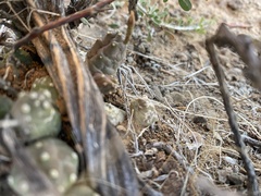 Piaranthus comptus