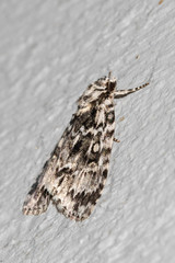 Acronicta fragilis