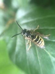 Vespula vulgaris