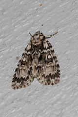 Acronicta fragilis