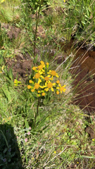 Senecio legionensis