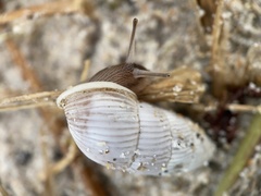 Cerion tridentatum