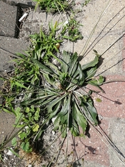 Plantago lanceolata