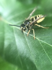 Vespula vulgaris