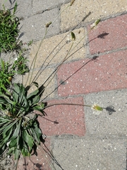 Plantago lanceolata