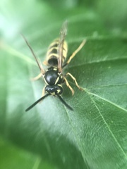 Vespula vulgaris